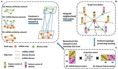 Heterogeneous Graph Convolutional Networks and Matrix Completion for miRNA-Disease Association Prediction